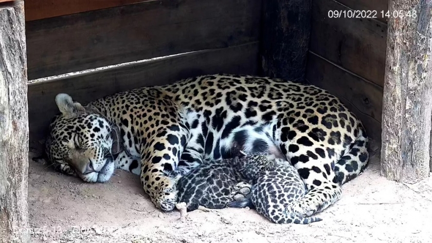 Nacieron dos yaguaretés en el Parque Nacional El Impenetrable