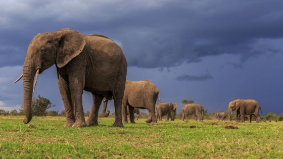 Los grandes conservacionistas de animales que han marcado la diferencia en el mundo