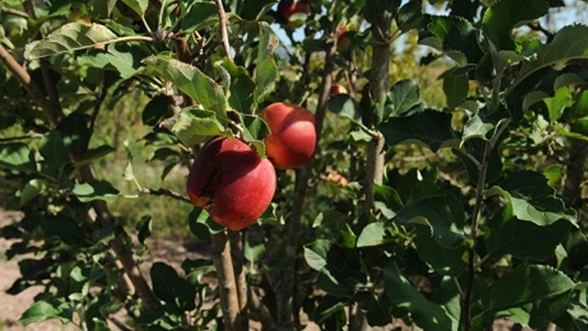Frutales: cómo evitar enfermedades durante el invierno