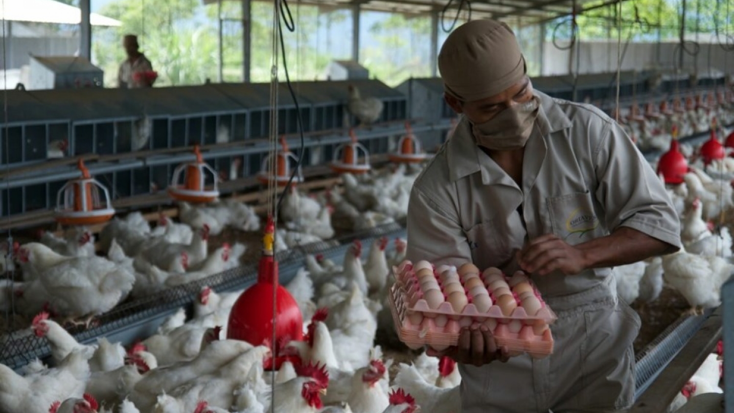 Influenza aviar: productores alertan que casi toda la producción avicola  podría quedar comprometida