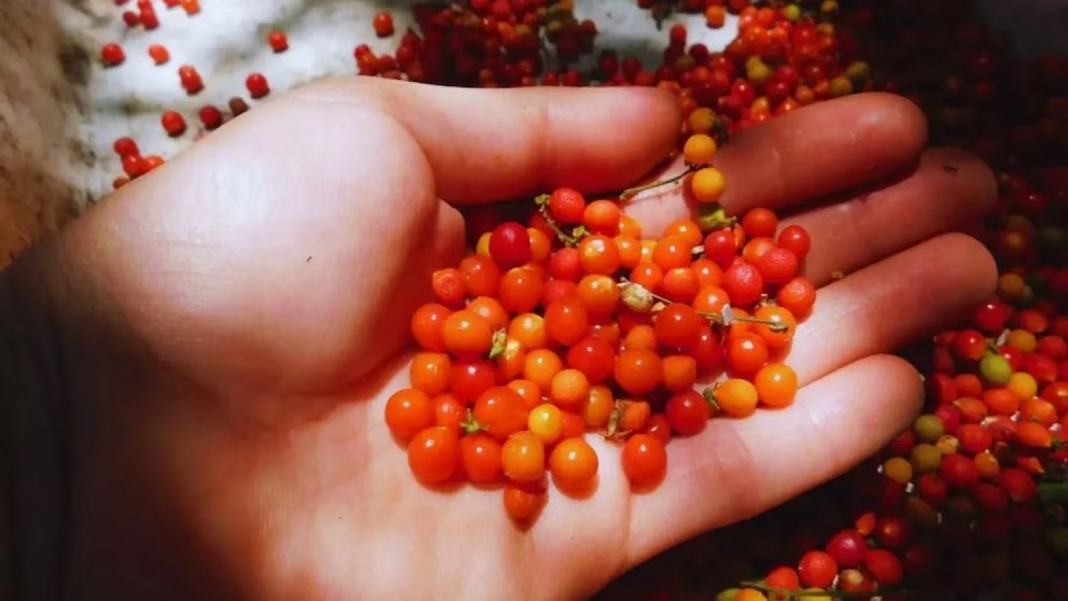 Semillas nativas: la clave para recuperar la ribera