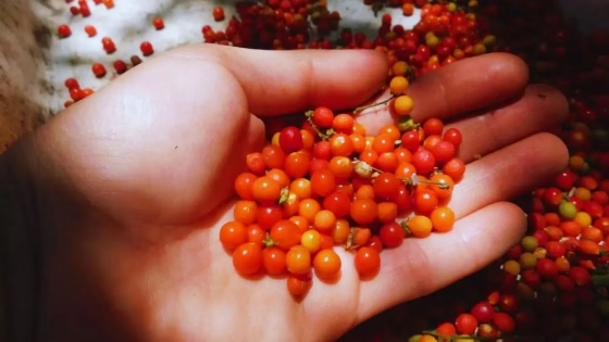 Semillas nativas: la clave para recuperar la ribera