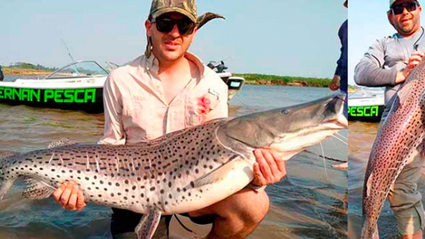 Surubí: el gigante de los ríos se hará pequeño en la piscicultura paraguaya