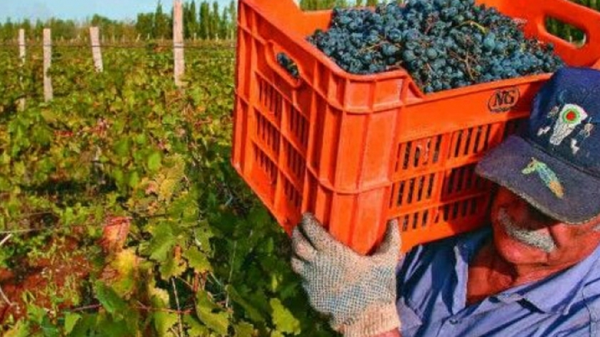 El Gobierno provincial asistirá el levantamiento de la cosecha de pequeños productores vitícolas