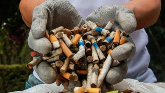 Rosario convierte colillas en biomaterial: científicos de la UNR desarrollan un método con hongos para reutilizar residuos tóxicos