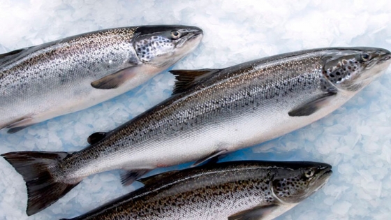 El gigante chileno de la producción de salmón Atlántico pone su vista en el mercado europeo