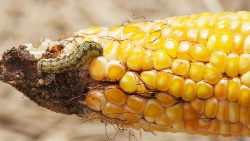 ¿Por qué los agricultores africanos deben equilibrar los pesticidas con otros métodos de control?
