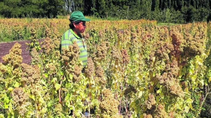 ¿En Roca se puede producir quinoa?