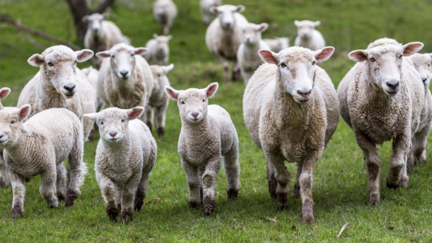 Alerta en Balcarce: robaron cinco corderos del INTA y advirtieron que no son aptos para el consumo