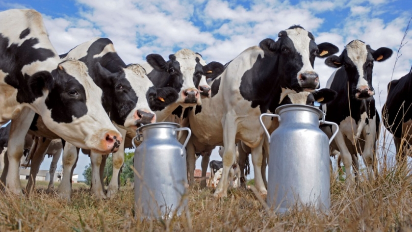 Cae el consumo de leche y derivados