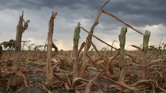 El verano traidor: La Niña azota la región núcleo y pone a prueba la resiliencia de los cultivos