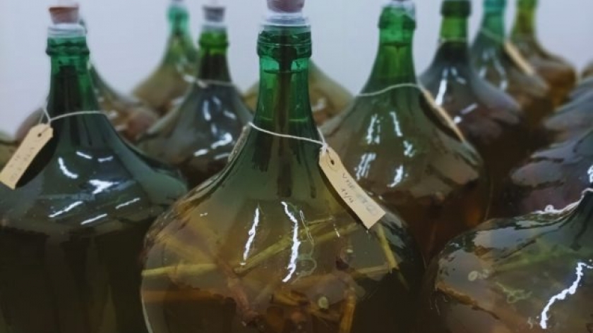 Innovación: residuos de vid transforman la viticultura