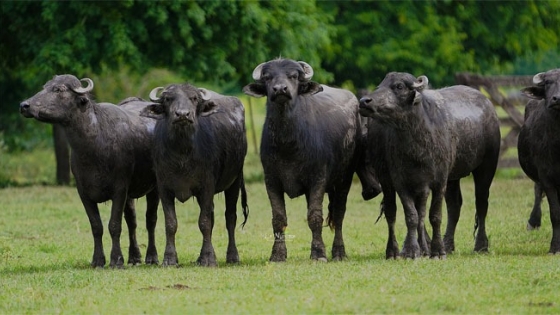 El rodeo bubalino crece con fuerza en Argentina y se afirma como opción productiva en el NEA
