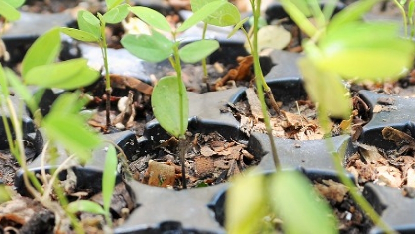¿Por qué plantar árboles nativos contra la crisis climática?