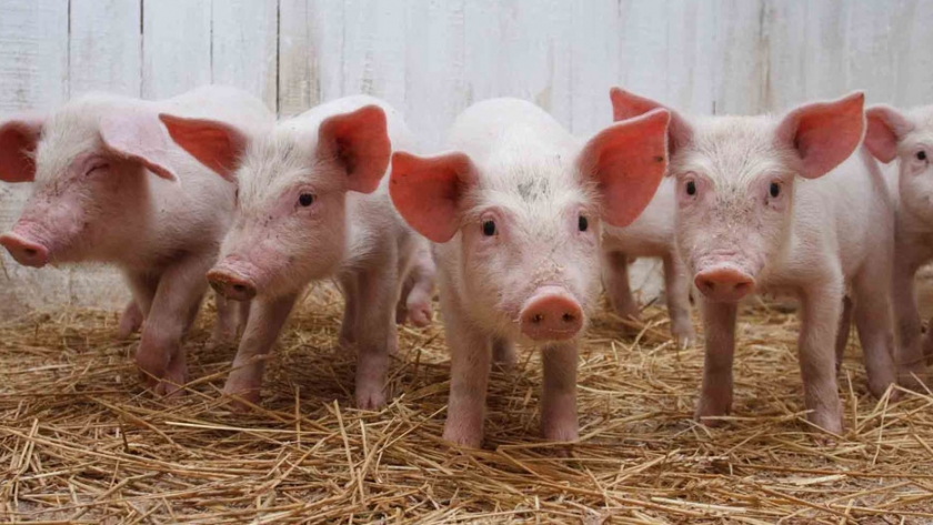 Capacitación virtual en producción animal a EFAs y Agrotécnicas