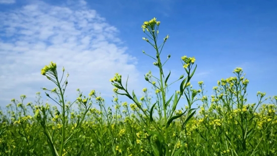 Louis Dreyfus Company refuerza su presencia en Argentina con inversión en camelina