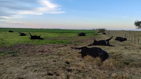Alerta por intoxicación en ganado luego de la sequía: qué se sabe y cuál es la recomendación