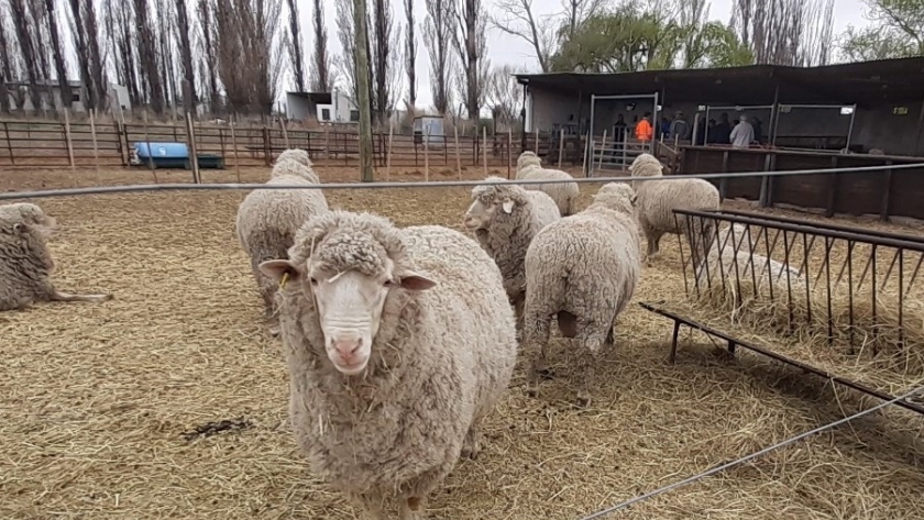 Chubut gestionó recursos que permitirán trabajar en el control y erradicación de la ectoparasitosis en ovinos