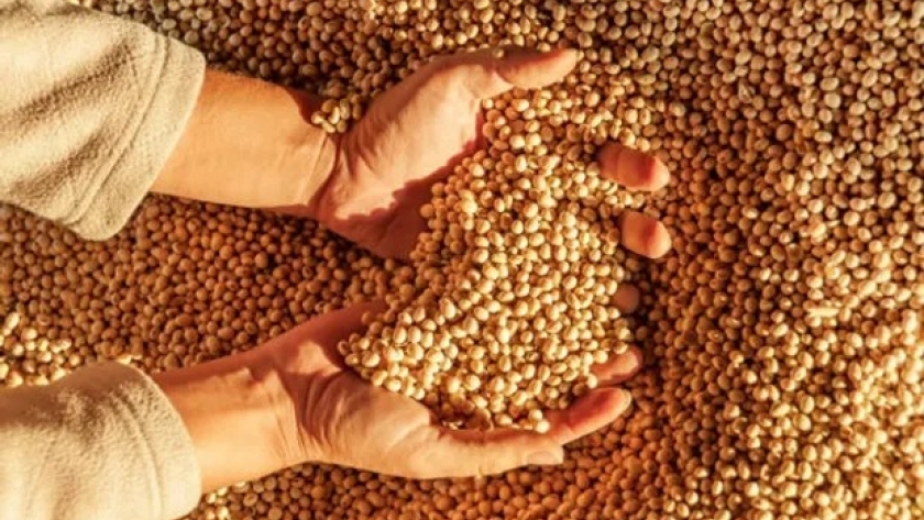 Los precios de los granos se posicionaron luego de la publicación del USDA: qué pasó con la soja, trigo y maíz en Rosario