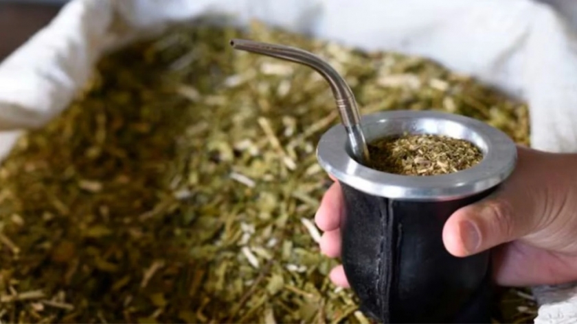 Crisis histórica en la yerba mate: la cosecha se desplomó y crece la preocupación en el sector