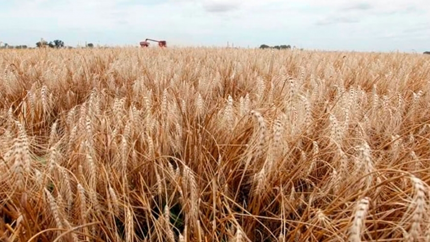 ¿Intervención al mercado de trigo? Basterra lo deslizó y la industria y la molinería desmienten estar negociando