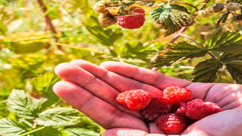 El cultivo de frutos rojos suma adeptos en el Sur provincial