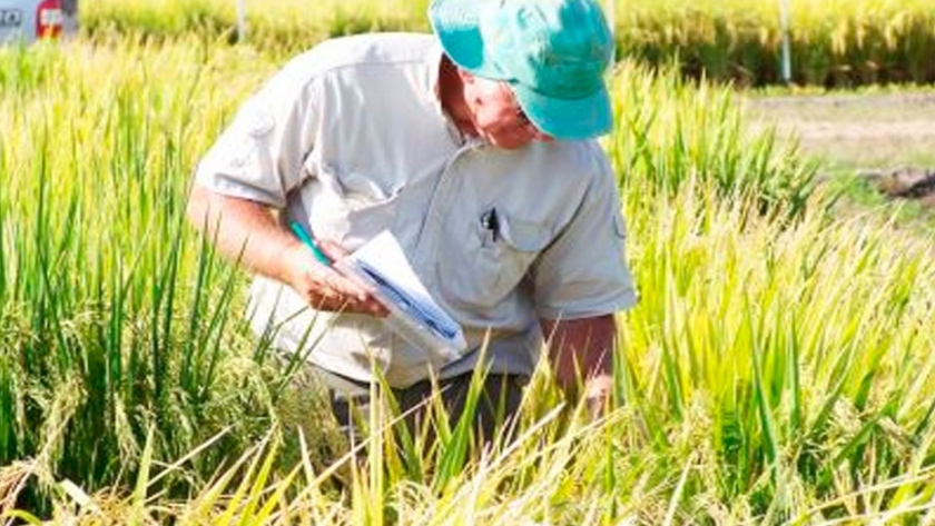 Buenas Prácticas agrícolas de arroz en Corrientes