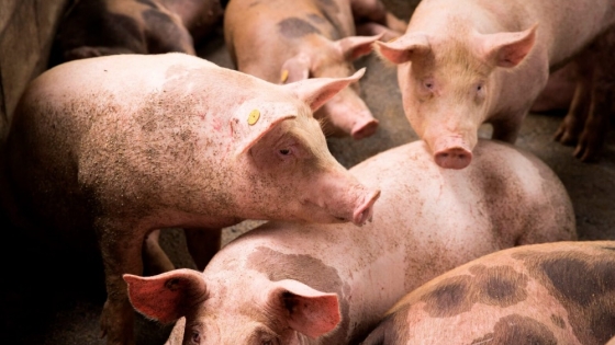 Alerta por triquinosis: refuerzan controles y prevención ante el aumento de casos durante el invierno