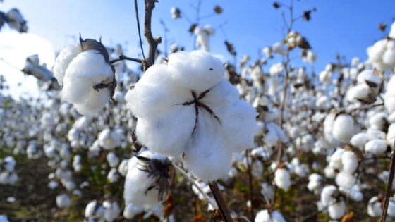 Producción dispuso cinco centros para la distribución de semillas de algodón