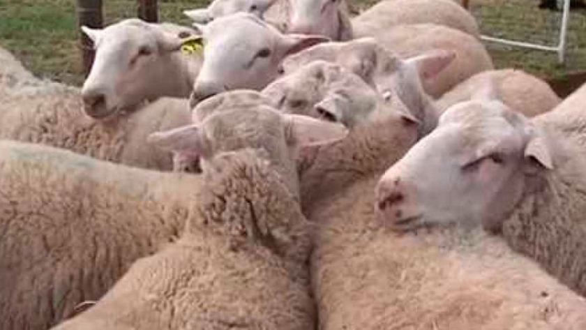 El INTA inició un plan de mejora genética de ovinos resistentes a parásitos