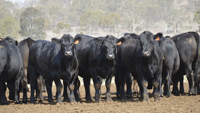 Comienza la búsqueda de Feedlots del año 2021