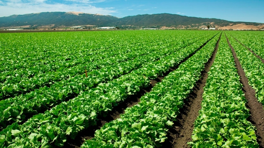 Lechuga: destruyen hectáreas en Estados Unidos por el corte en la cadena de suministro