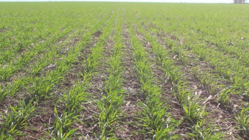 Trigo: mientras la sequía afecta los trigos del centro y norte, al sur del área agrícola continúan las demoras en la siembra por excesos hídricos