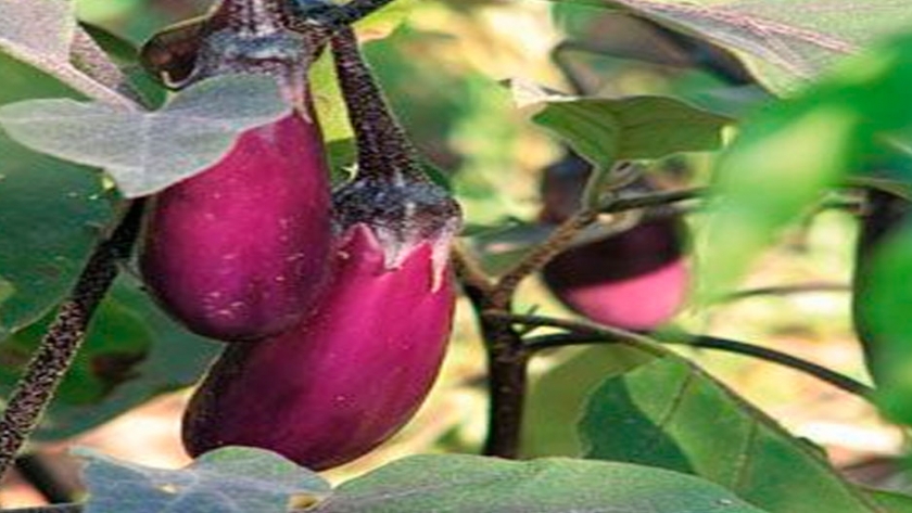 Claves del cultivo de berenjenas