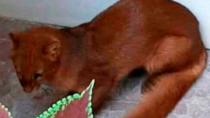 Apareció un puma en peligro de extinción en una vivienda de Entre Ríos