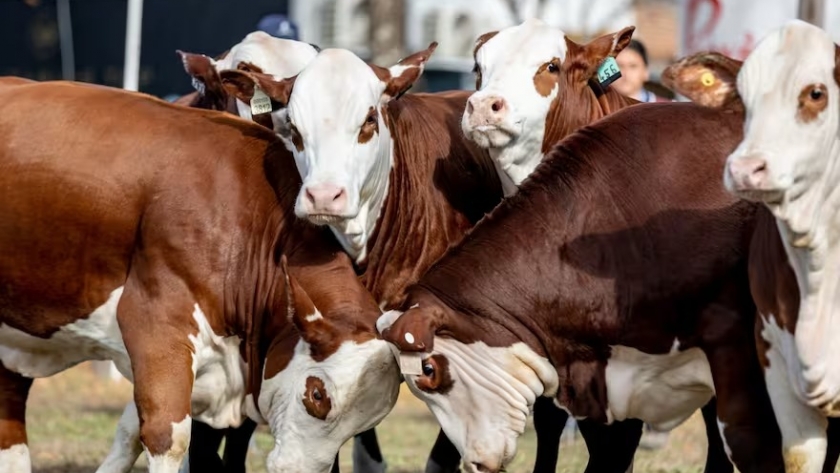 La raza Braford se mostrará en Expoagro 2025 con concursos, remates y degustaciones de carne