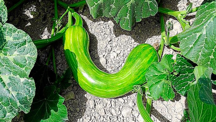 Preservar la calabaza autóctona