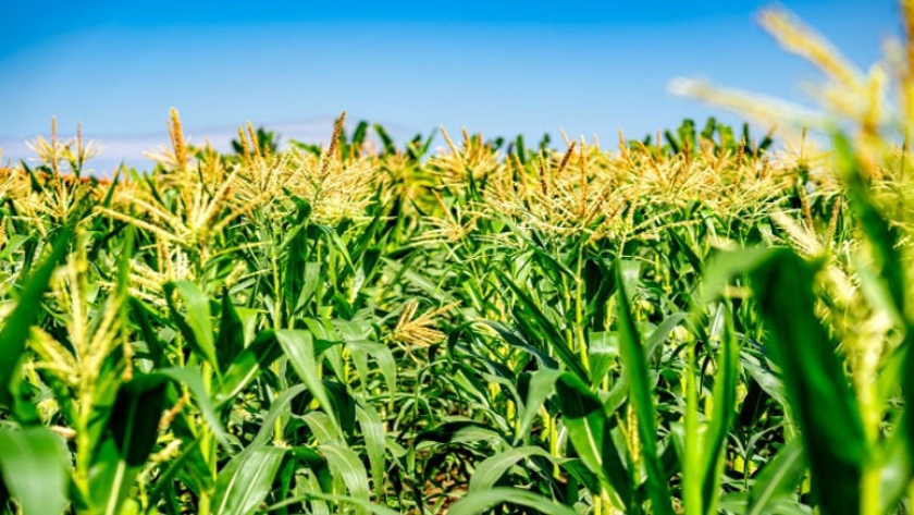 Silaje de maíz de planta entera: valor nutricional