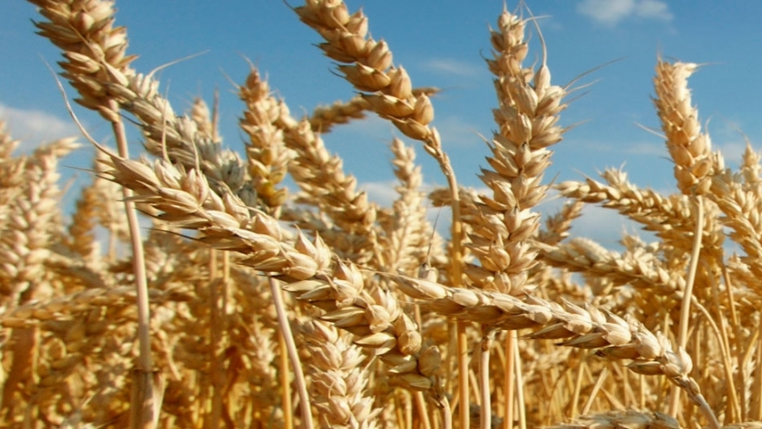 Indigo Research Partners, un ecosistema colaborativo