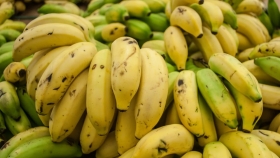 Misiones revoluciona el banano con plantas in vitro