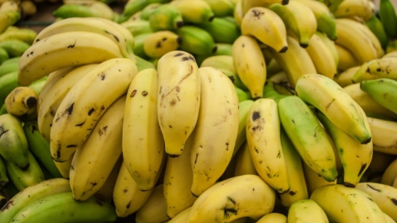 Misiones revoluciona el banano con plantas in vitro