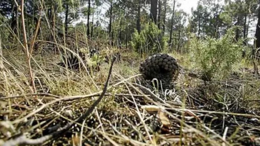 Utilizar residuos forestales para producir bioenergía tiene efecto climático positivo: estudio