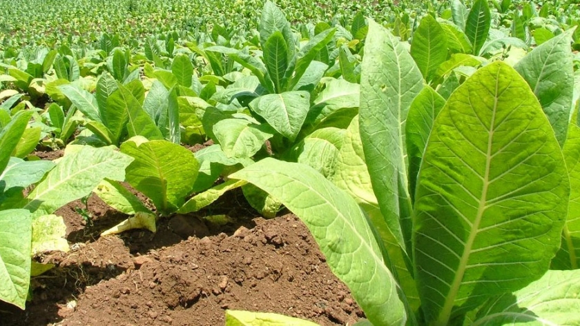 Empadronarán a postulantes al sector Tabaco Rural del Programa Intercosecha