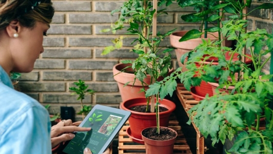 <Consejos clave para el cuidado de plantas: una guía indispensable