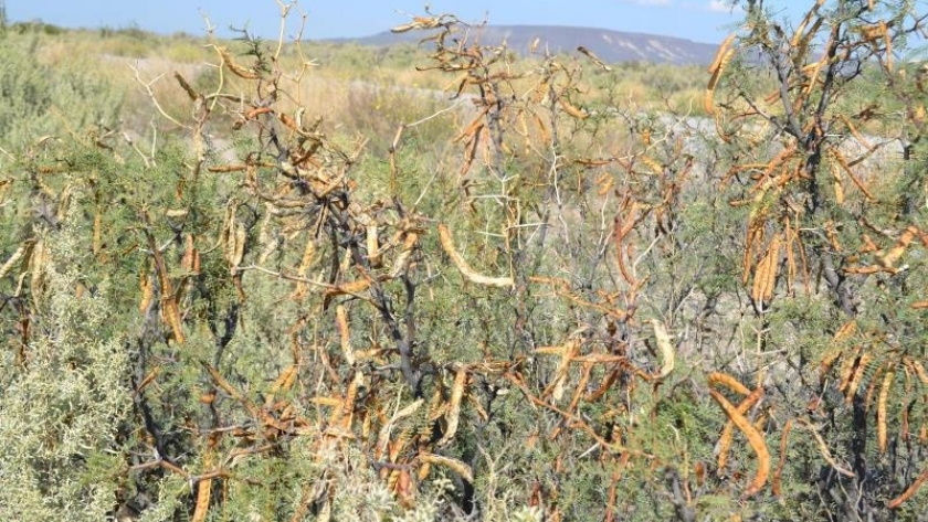 Evalúan plantas tóxicas que afectan al ganado en zonas extrapampeanas