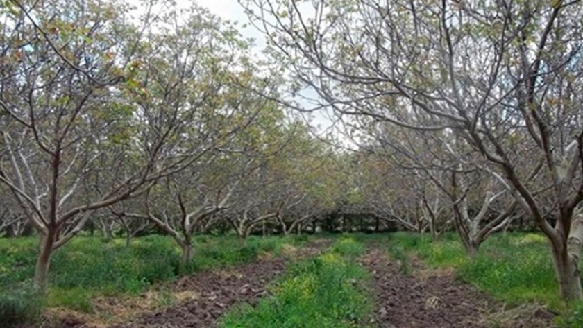 El país produce frutos secos aptos para mercados de alta calidad