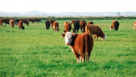 Manejo ganadero: cómo lograr una mejora productiva de la recría de bovinos en otoño e invierno