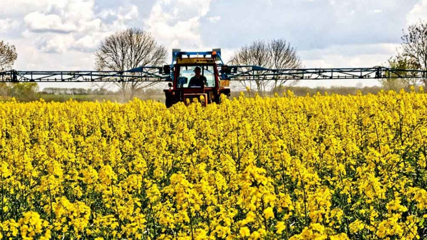 Se sembraron 6.000 ha de colza en Entre Ríos