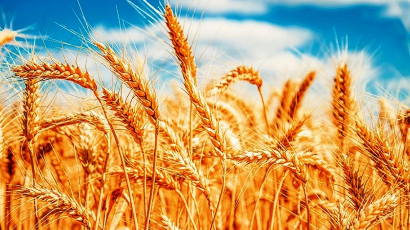 Trigo: cae el 26 % de los lotes caracterizados por la condición buena a muy buena