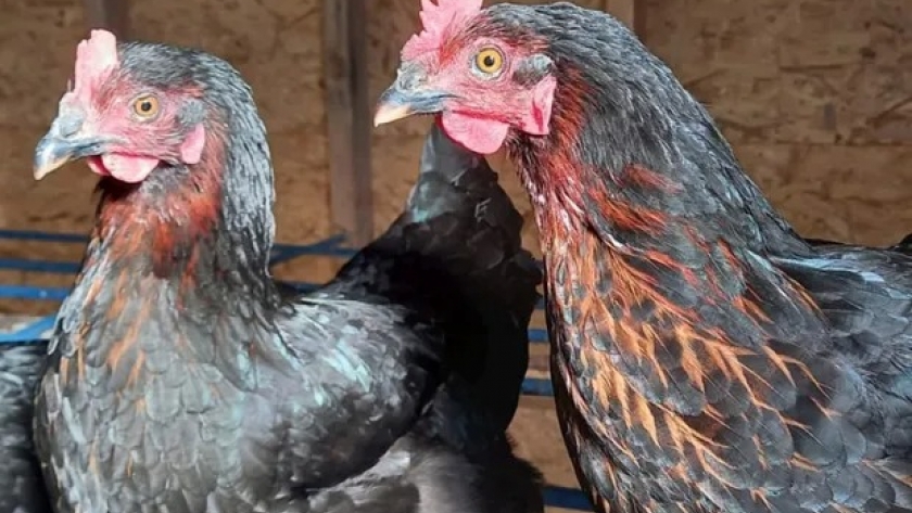 La Negra, la gallina argentina: cómo se cría y los primeros pasos para comenzar como productor de huevos